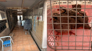 Δικογραφία για την παράνομη εκτροφή ζώων σε ταράτσα κτηρίου στους Αμπελόκηπους