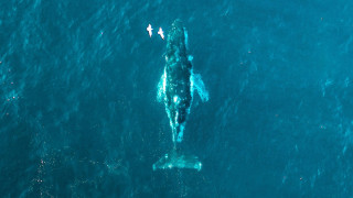 Φάλαινα Τίμι: Παραιτείται από τη μάχη για ζωή - Σταματούν οι προσπάθειες διάσωσής της