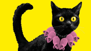 Από την αρχαία Αίγυπτο, στο Instagram: Πώς η γάτα έγινε παγκόσμιο σύμβολο