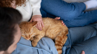 Βραζιλία: Υιοθετήθηκε νομοσχέδιο για την κοινή κηδεμονία των ζώων συντροφιάς μετά το διαζύγιο