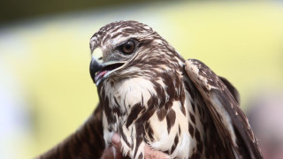 Απελευθέρωση άγριων πτηνών στη Θεσσαλονίκη: Επανεντάχθηκαν σε Καλοχώρι και Κορώνεια