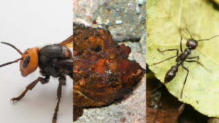 Το πιο επώδυνα τσιμπήματα στη φύση: Aπό τα «μυρμήγκια-σφαίρες» στις «μέδουσες του τρόμου»