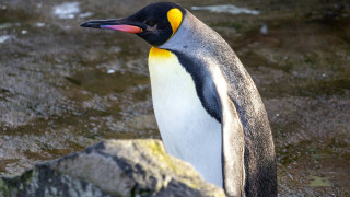 Ο αυτοκρατορικός πιγκουίνος περιελήφθη επισήμως στα «απειλούμενα» είδη