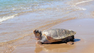 Ο «Έβερεστ» επιστρέφει στις θάλασσες μετά από δύο έτη φροντίδας – Η ιστορία της θαλάσσιας χελώνας