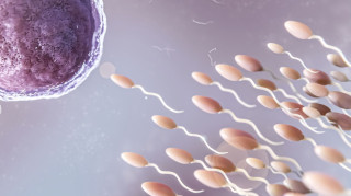 Η ποιότητα του ανθρώπινου σπέρματος κορυφώνεται το καλοκαίρι, διαπίστωσε μελέτη