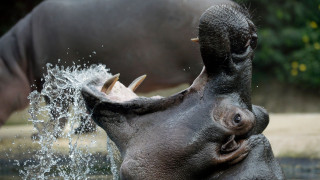 Τη μαζική θανάτωση ιπποπόταμων «κοκαΐνης» του Εσκομπάρ αποφασίζει η Κολομβία