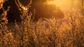 Έως και 40 ημέρες νωρίτερα θα έρχεται η εποχή της γύρης και των... αλλεργιών λόγω κλιματικής αλλαγής