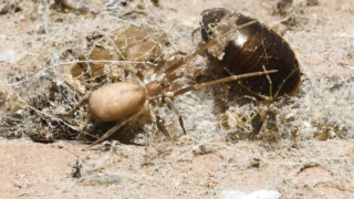 Η αράχνη που «βαφτίστηκε» από τους Pink Floyd και κυνηγά θηράματα έως έξι φορές το μέγεθός της