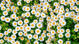 Γιατί οι μαργαρίτες έγιναν το «αόρατο σημάδι» της κλιματικής αλλαγής