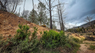 Ενενήντα πέντε φόλες στον Πάρνωνα: Επιχείρηση ΟΦΥΠΕΚΑ απέτρεψε σοβαρό πλήγμα