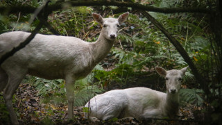 Εντυπωσιακά λευκά ζαρκάδια κατέγραψε αγρότης στην Ημαθία - Βγήκαν βόλτα σε χωράφι