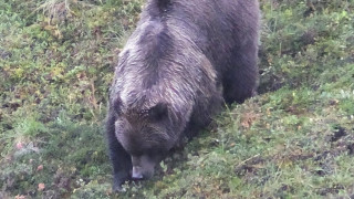 Καφέ αρκούδα επιτέθηκε σε Αμερικανούς στρατιώτες στην Αλάσκα
