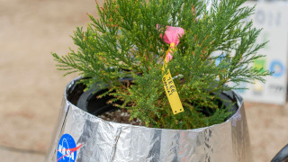 Το «δέντρο της Σελήνης»: Μια αυξανόμενη σύνδεση μεταξύ του διαστήματος και της Γης