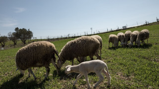 Αλυσιδωτές οι επιπτώσεις του αφθώδους πυρετού στη Μυτιλήνη: «Έχουμε χάσει τον ύπνο μας»