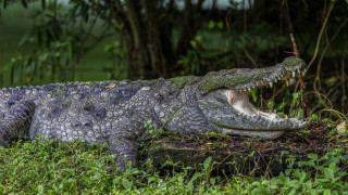 Γαλλία: Κροκόδειλος βρέθηκε νεκρός σε κανάλι, τυλιγμένος σε υπνόσακο και έχοντας δεθεί με αλυσίδες