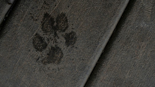 Κτηνωδία στη Χαλκιδική: Δηλητηρίασαν 21 αδέσποτα ζώα - Έρευνες για τον εντοπισμό των δραστών