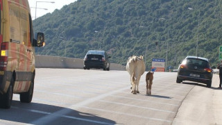 Θεσσαλονίκη: Αγελάδα έκανε βόλτες στην Εθνική Οδό στο ύψος της Σίδνου - Κυκλοφοριακό κομφούζιο