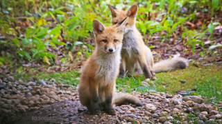Αλεπουδάκια παγιδεύτηκαν σε άδεια πισίνα - Η επιχείρηση απεγκλωβισμού τους