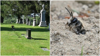 Επιστήμονες ανακάλυψαν 5,5 εκατ. μέλισσες να ζουν κάτω από ένα νεκροταφείο στη Νέα Υόρκη