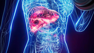 Ο πρώτος γενετικός χάρτης του ανθρώπινου ήπατος εξηγεί γιατί το πειράζουν λίπη και υδατάνθρακες