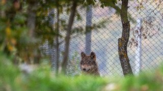 Νεκροί 18 λύκοι σε εθνικό πάρκο της Ιταλίας -  Δηλητηρίαση η πιθανή αιτία