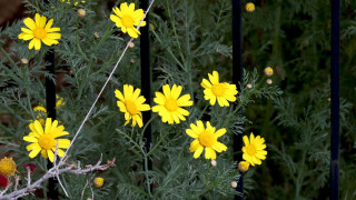 Καιρός: Ανοιξιάτικος με την θερμοκρασία να φτάνει τους 27 βαθμούς