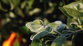 Το κύμα ψύχους απειλεί καλλιέργειες σε Ανατολική Ευρώπη και Βαλκάνια