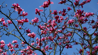 72η Ανθοκομική Έκθεση Κηφισιάς: Εκεί όπου η βοτανική τέχνη συναντά την ίδια τη ζωή