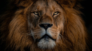 To «Narnia» του Netflix στις αίθουσες το 2027 με την υπογραφή της Γκρέτα Γκέργουιγκ