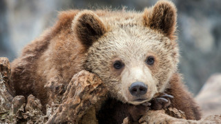Νεκρό αρκουδάκι σε τροχαίο στην Εγνατία Οδό - Γιατί βρέθηκε κοντά σε κατοικημένη περιοχή