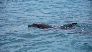 Νεκρό δελφινάκι στον Αμβρακικό κόλπο - Δίπλα του συνέχεια η μητέρα του - Η έκκληση του «ΑΡΙΩΝ»