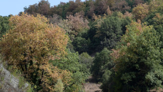 Ευρυτανία: Όλμο του Β΄Παγκοσμίου Πολέμου «έκρυβε» το δάσος - Κλήθηκαν πυροτεχνουργοί