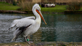 Follow the Pelican: Δείτε σε πραγματικό χρόνο τις μετακινήσεις των αργυροπελεκάνων