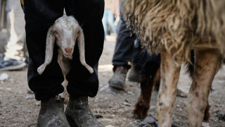 Εντατικοποιούνται οι προσπάθειες αντιμετώπισης του αφθώδους πυρετού στη Μυτιλήνη