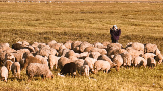 Viral αγγελία για βοσκούς στην Κίνα: 700 αιτήσεις από άτομα που θέλουν να φύγουν από την πόλη