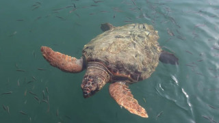 Η Κίνα προειδοποιεί για χελώνες κατασκόπους στα ύδατά της - Δεν κατονομάζει κάποια ξένη υπηρεσία