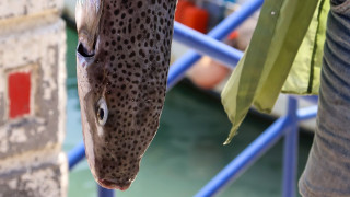 «Επικήρυξη» του λαγοκέφαλου στις ελληνικές θάλασσες - Η πρωτοβουλία ψαράδων και οι οδηγίες ΕΛΚΕΘΕ