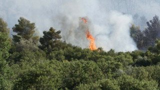 Φωτιά στην Οινόη: Καίγεται πευκοδάσος - Διακοπή κυκλοφορίας στην ΠΕΟ Αθηνών - Θηβών