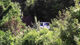 Πάνω από 4.000 δενδρύλλια κάνναβης σε ορεινό χωριό της Λαμίας - Τρεις συλλήψεις