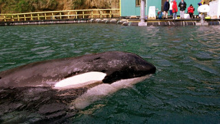 Ο «Free Willy»… επιστρέφει – Remake της ταινίας 33 χρόνια μετά
