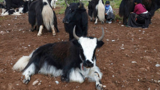 Στο Θιβέτ κινέζοι επιστήμονες δημιουργούν την «ελίτ» των 100 κλωνοποιημένων γιακ