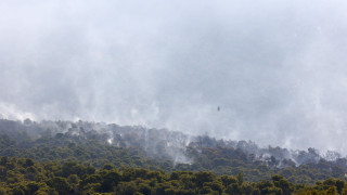 WWF: Πάνω από 180.000 στρέμματα καμένων δασικών εκτάσεων σε λίγες μόλις μέρες