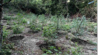 Φθιώτιδα: Εντοπίστηκε φυτεία με περισσότερα από 2.000 δενδρύλλια κάνναβης - Δύο συλλήψεις