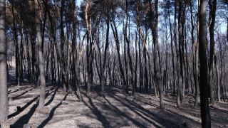 Δύο συλλήψεις σε Μαρούσι και Χίο για πρόκληση πυρκαγιών από αμέλεια