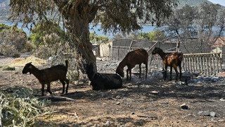 Φωτιά στην Αττικοβοιωτία: Διασώθηκαν 282 ζώα από την πύρινη λαίλαπα