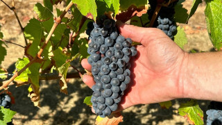 Κρασί και καύσωνες: «Χαλάει» το Pinot noir, αντέχει το Chardonnay σύμφωνα με μελέτη