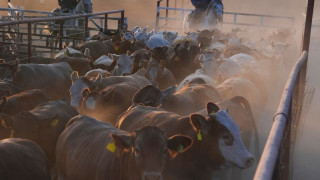 ΗΠΑ: Αναστολή για 90 ημέρες των δασμών στις εισαγωγές βοείου κρέατος, ανακοίνωσε ο Τραμπ