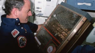 Όταν η NASA έστειλε 3.300 μέλισσες στο διάστημα, εκείνες έφτιαξαν κηρήθρα χωρίς βαρύτητα