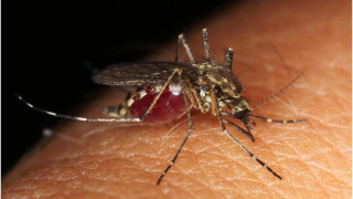 Ιός Δυτικού Νείλου: 5 νέοι θάνατοι και 58 κρούσματα σε μία εβδομάδα - Ποιοι οι δήμοι υψηλού κινδύνου