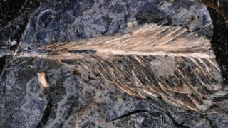 Εξαιρετικό φτερό πουλιού ηλικίας 66 εκατομμυρίων ετών, διατηρήθηκε σε περιττώματα δεινοσαύρου